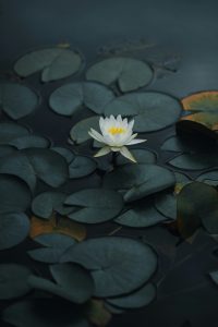 Nam Myoho Renge Kyo